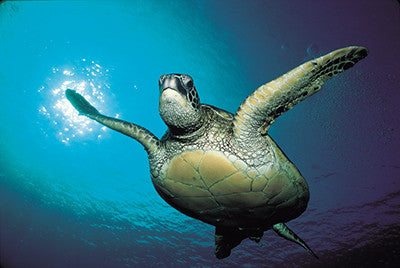Turtle swimming 