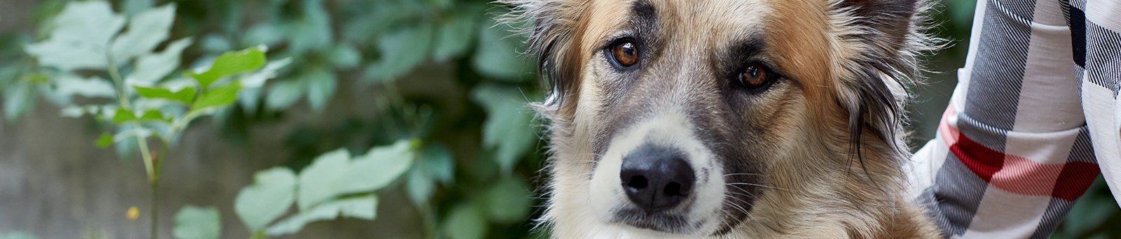 Very cute dog's face.